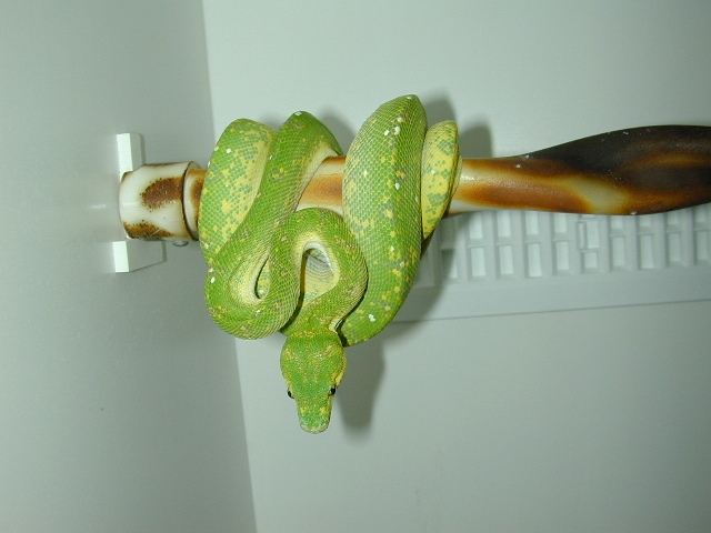 chondro
